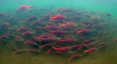 Sockeye Salmon pack the pools in huge numbers over July