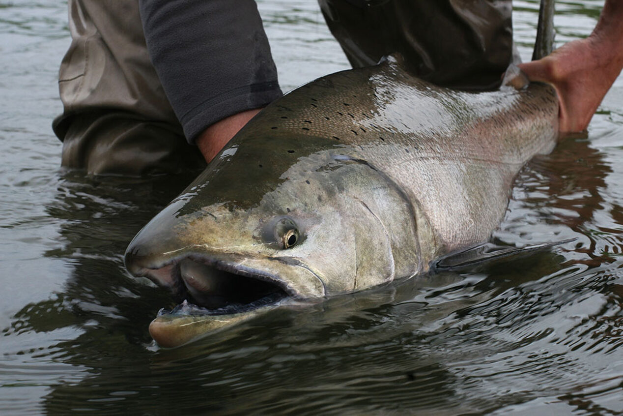 Exceptional No Frills Fishing for King Salmon in Alaska Holidays